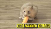 Scam - Hamsters...For being just the right size