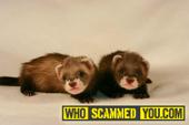 Scam - Ferrets or any animal scam